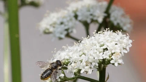Slow motion of a leafcutter bee attacked by an ant Stock Footage 90552491