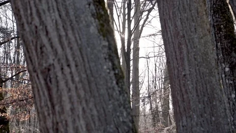 SLOW MOTION: Leafless trees against the sunlight with a slow panning to the Stock Footage 103516390