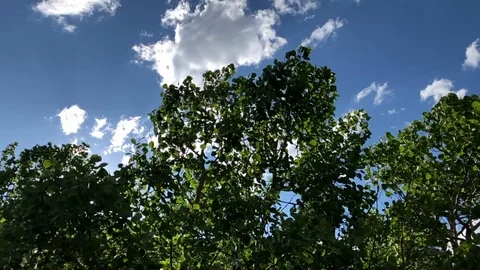 Slow motion leaves 2 Stock Footage 112268684