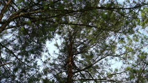 Slow motion of leaves and pine trees swaying in the wind. Video stock 292192183