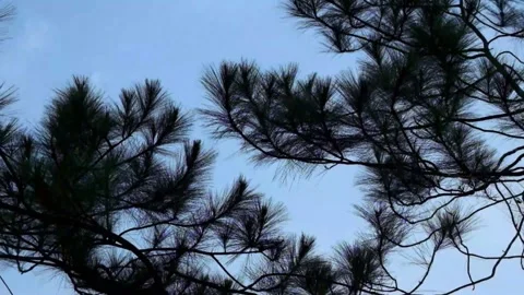 Slow motion of leaves and pine trees swaying in the wind #1 Stock Footage 292192690