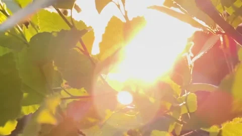 Slow Motion Leaves Blowing in Front of Orange Sun Stock Footage 284996713