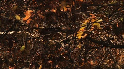 Slow Motion leaves falling between branches Stock Footage 8984691