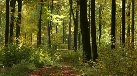 Slow motion of leaves falling down in fall Stock Footage 56418289