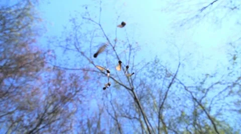 Slow motion of leaves falling down Stock Footage 64539041