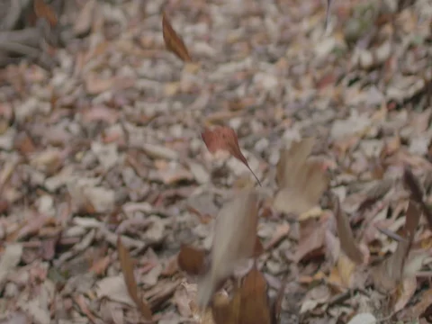 Slow motion leaves falling fall time Stock Footage 81141247