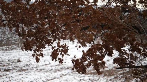 Slow motion leaves falling Stock Footage 105437686