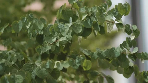 Slow motion leaves fluttering Stock Footage 91874574