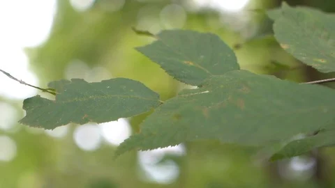 Slow motion leaves Stock Footage 107321400