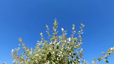 Slow motion of leaves Stock Footage 151070588