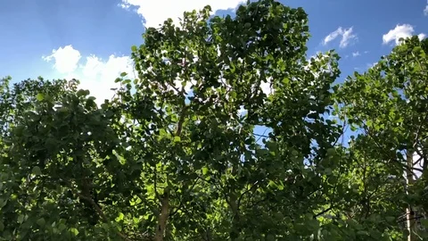 Slow motion leaves locked down Stock Footage 112268969