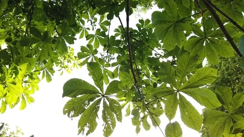 Slow Motion: Leaves Of Tree With Sunlight In The Morning Stock Footage 110357046