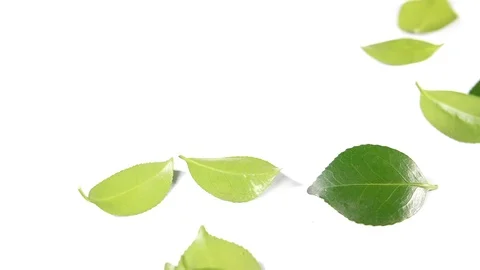 Slow motion of a leaves on a white background, round shiny summer blossom leaves Stock Footage 90834849
