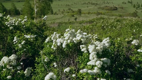 Slow motion. Ledum bogs in the Altai mountains. Stock Footage 92719325