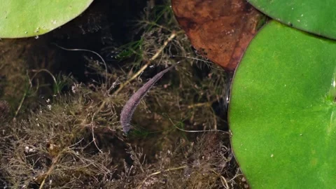 Slow motion of a leech moving continuously under the water surface Stock-Footage 249968060