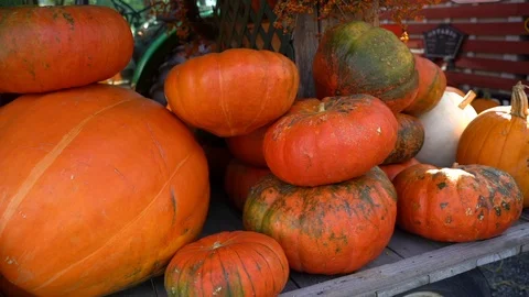 A slow motion left panning shot of a table full of fall pumpkins large and sm Stock Footage 117646483