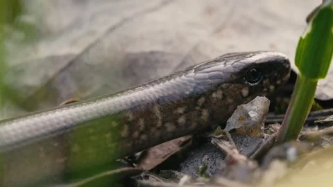 Slow Motion of a Legless Lizard Crawling and Flicking Tongue in Forest Vídeo Stock 316294048