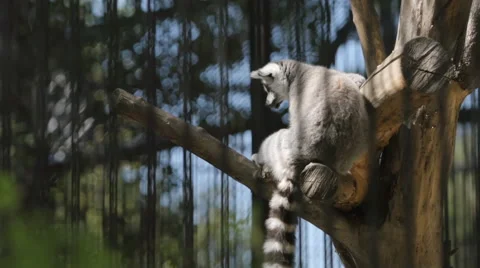 SLOW MOTION: Lemur sits on a tree Stock Footage