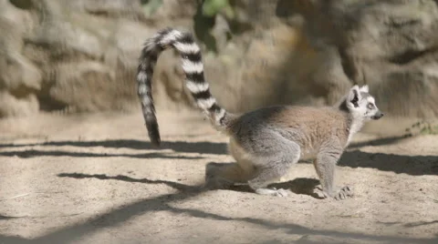 SLOW MOTION: Lemur walks on a sand Vídeo Stock 67925072