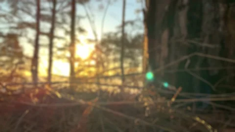 Slow-motion. Lens flare. Rays of the sunshine through dry grass, branches Stock Footage 151349080