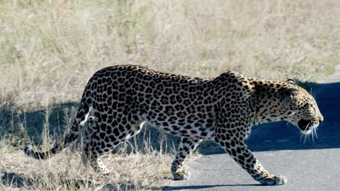 Slow motion of a Leopard crossing a road in the Kruger National Park Stock Footage 219998264