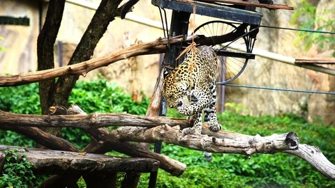 Slow-motion of a leopard resting in a tree Stock Footage 93612998