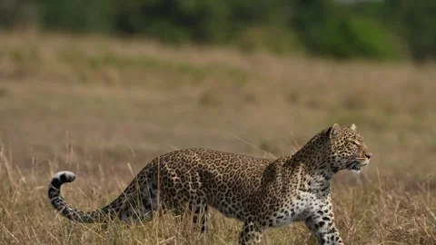 Slow Motion Leopard Running Gracefully Through the African Savannah Landscape Stock Footage 337561620