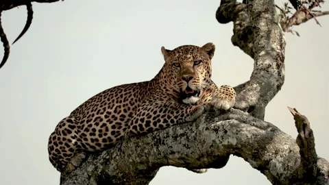 Slow Motion   Leopard up in a tree in the Maasai Mara, Kenya Видео 132505046