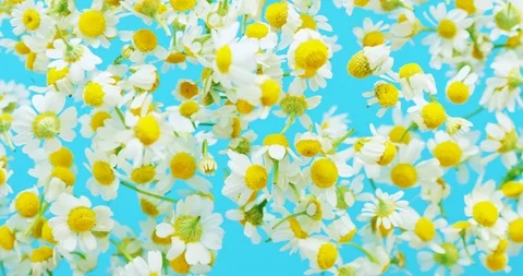 Slow motion levitation shot of flying chamomile flowers Video stock 124012254