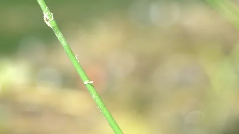 Slow motion libellule rouge multiplan Stock Footage 167515272