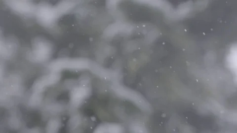 Slow motion light snowfall with snowy trees in background 動画素材 78451740