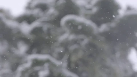 Slow motion light snowfall with trees in background 動画素材 78451389