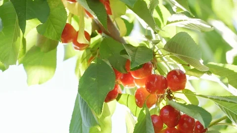 Slow motion a light wind sweeps a branch of sweet cherry with bright red berries Stock Footage 91750349