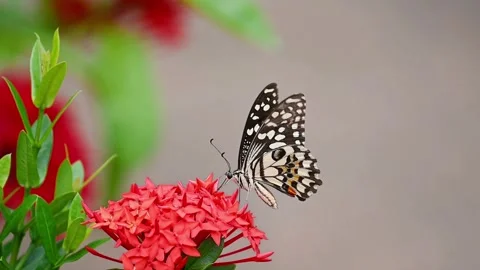 Slow Motion Lime Butterfly Feeding on Red Blossoms 스톡 동영상 330325623