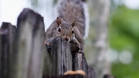 Slow Motion Limping Squirrel on Fence Snatches a Peanut Stock Footage 260970991