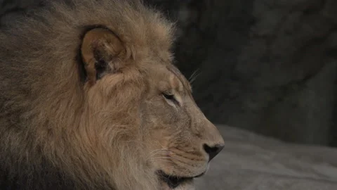 Slow Motion Lion Close up face Stock Footage 165298185