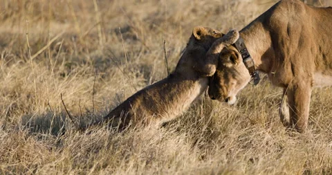 Slow motion. lion cub playing with its mother wearing a VHF tracking collar Stock Footage 281092056