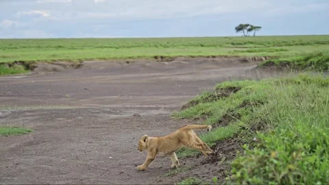 Slow Motion Lion Cub Running in Tanzania in Serengeti National Park in Africa Video stock 298216058