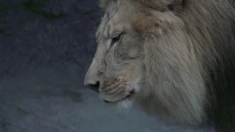 Slow Motion Lion Stock-Footage 165297770