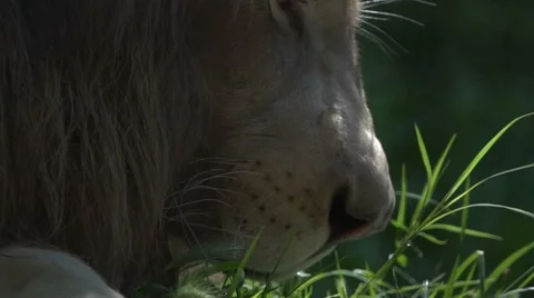Slow Motion Lion in the Grass Stockbeeldmateriaal 64891377