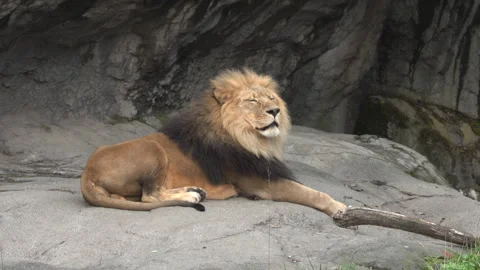 Slow motion lion laying down Stock Footage 165265199