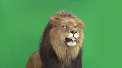 Slow motion of a lion roaring in front of a green key Stock Footage