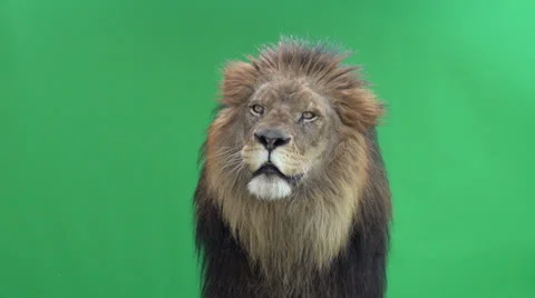 Slow motion of a lion shaking in front of a green key Stock Footage 22994379