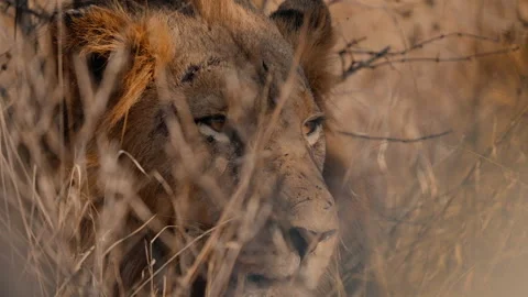 Slow motion on lions head hidden in grass Stock Footage 322205745