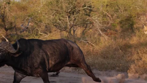 Slow motion Lions hunting a cape buffal... | Stock Video | Pond5