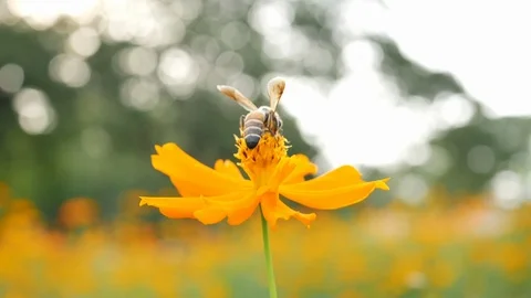 Slow motion little bee flying on orange cosmos flower in morning day Stock Footage 111358060