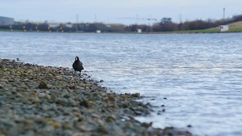 Slow motion - little black bird standing by the edge of shore or lake  Stock Footage 85692592