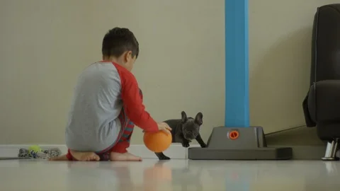 Slow Motion of a little boy and a French Bulldog puppy playing with a ball Stock Footage 88472852