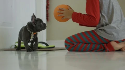 Slow motion of little boy holding a ball as he plays with French Bulldog puppy Stock Footage 88469847