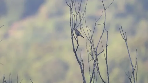 Slow-motion of a little Eastern Yellow Wagtail bird taking off from a branch Stockbeeldmateriaal 204071721
